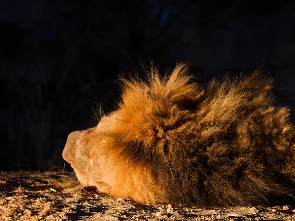 Lion (Panthera leo)